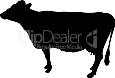 silhouette einer kuh