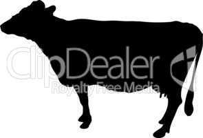 silhouette einer kuh