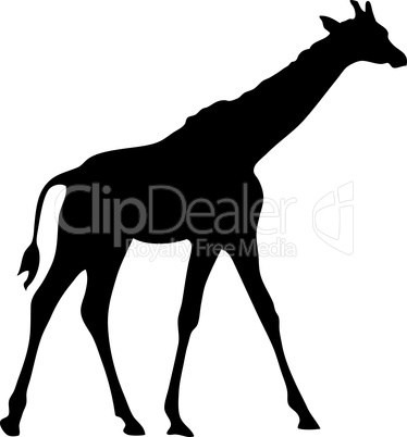 silhouette einer giraffe