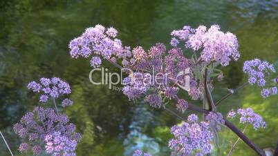 Pink flowers over water