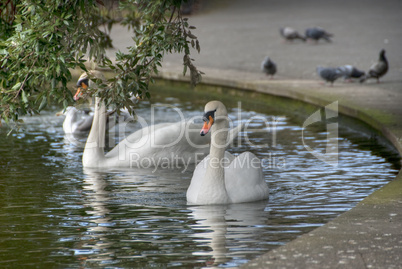 Swan in a Dublin Park, Ireland, 2009