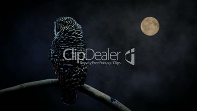 Owl watching in moon light