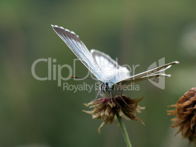 Schmetterling