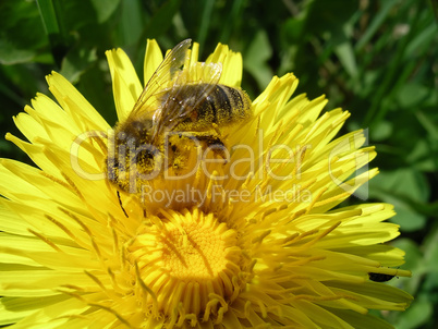 Honigbiene mit Pollen bedeckt