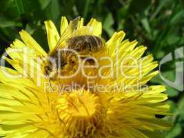 Honigbiene mit Pollen bedeckt