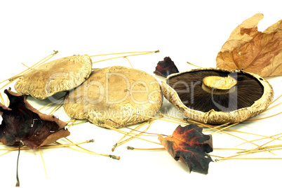 Portabella Mushrooms over white background.