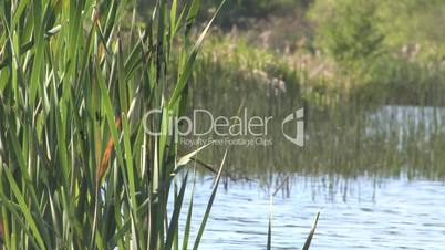 Reed at a lake