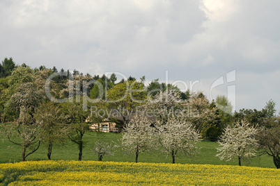 Rapsfeld mit Kirschbäumen