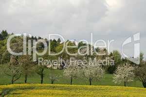 Rapsfeld mit Kirschbäumen