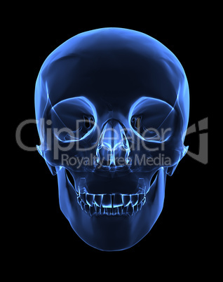 X-ray skull