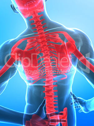 Human x-ray spine