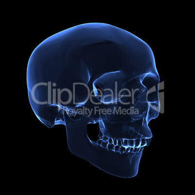 X-ray skull