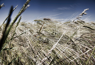 In grain field - closeup