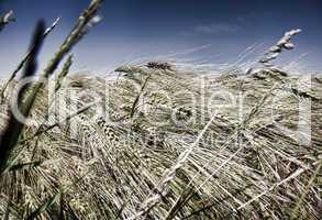 In grain field - closeup