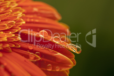 Chrysanthemum flower