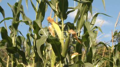 Corn field, cob