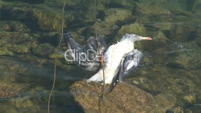 Dead seagull, pollution concept
