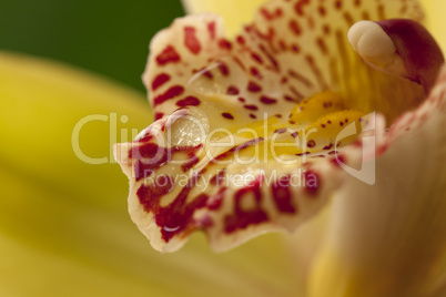 Orchidea flower