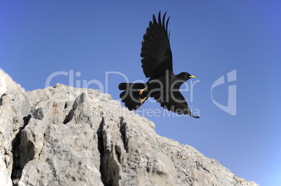 Bergdohle im Flug