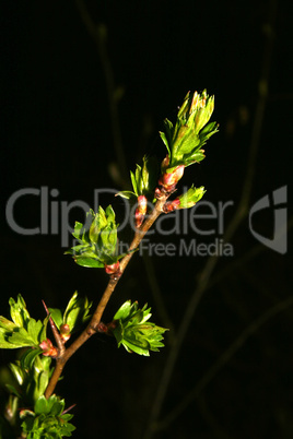 Junge Blätter im Frühling