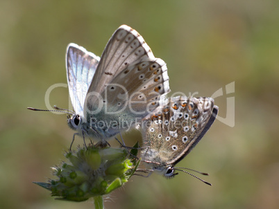 Schmetterling (Lysandra coridon)