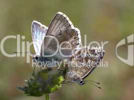 Schmetterling (Lysandra coridon)