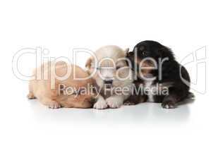 Sweet and Cuddly Pomeranian Newborn Puppies