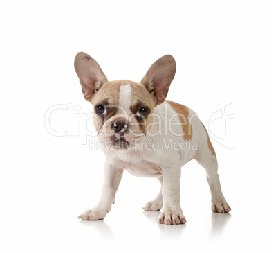 Puppy on White Background