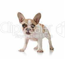 Puppy on White Background