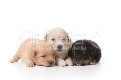 Tired Sweet and Cuddly Newborn Puppies