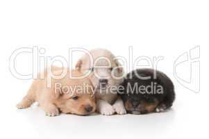 Tired Sweet and Cuddly Newborn Puppies