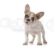 Adorable Puppy With Big Ears Standing Up