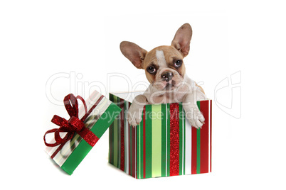 Dog Inside a Christmas Gift