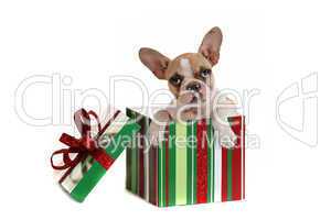 Dog Inside a Christmas Gift