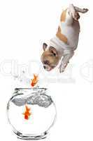 Puppy Following Jumping Goldfish Into a Fishbowl