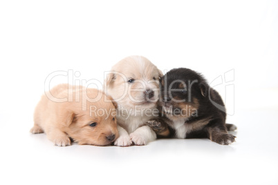 Three Pomeranian Newborn Puppies With Eyes Open