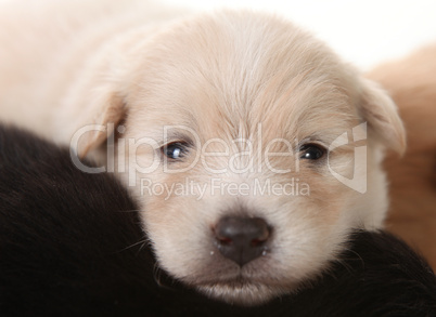 Newborn Pomeranian White Puppy Eyes Open