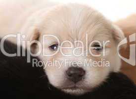 Newborn Pomeranian White Puppy Eyes Open