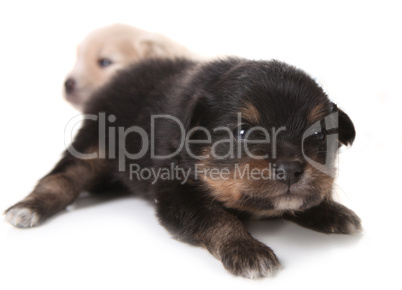 Black Pomeranian Newborn Puppy on White