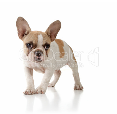 Innocent Puppy Dog Looking Lonely on White Background
