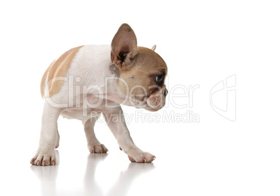 Curious Puppy Looking to the Side