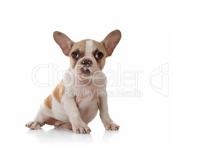 Puppy Dog With Cute Expression Studio Shot