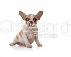 Puppy Dog With Cute Expression Studio Shot