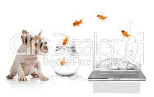 Cute Puppy Watching Goldfish Escaping the Virtual World