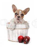 Puppy Dog In an Apple Barrel Studio Shot