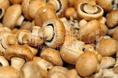 frische Champignons