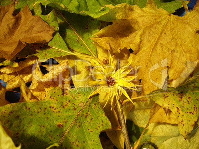 herbstlaub