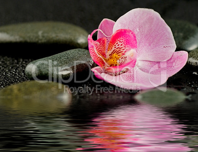 Blüte im wasser