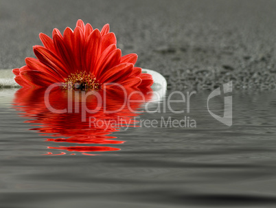 Blüte im wasser