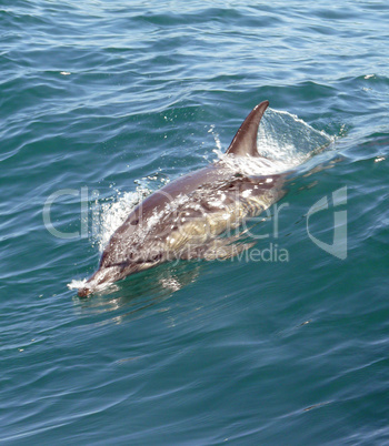 Delphinus delphis